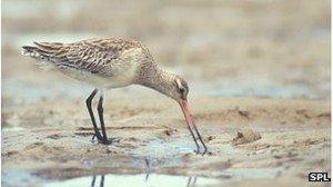_71595027_c0128579-bar-tailed_godwit-spl