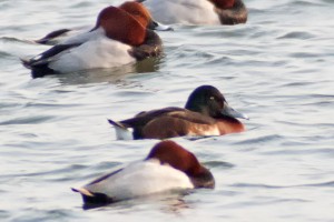 Baer’s Pochard Aythya baeri, © Tim Edelsten
