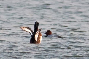 Baer’s Pochard Aythya baeri, © Tim Edelsten