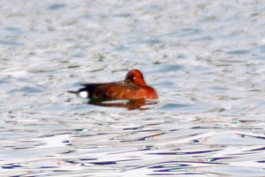 Ferruginous Duck Aythya nyroca, © Tim Edelsten
