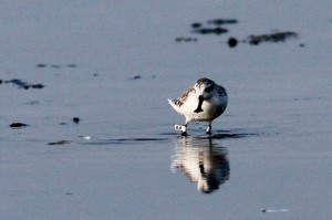 Spoon-billed Sandpiper 'AA' at Pak Thale, Thailand, early March (Photo © Peter Ericsson).