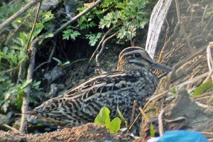 Latham's Snipe © Nial Moores/Birds Korea