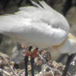 Black-faced Spoonbill E05