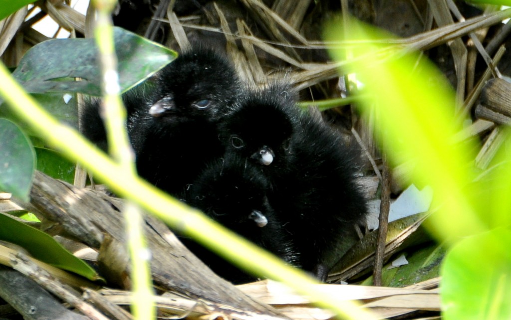 hatched © Mohamad Azlin SANI (NPARKS)