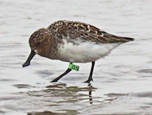 'Lime 05' one of less than 300 left in the world