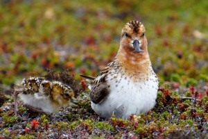 SBS-grandchick-3-cPavel-Tomkovich