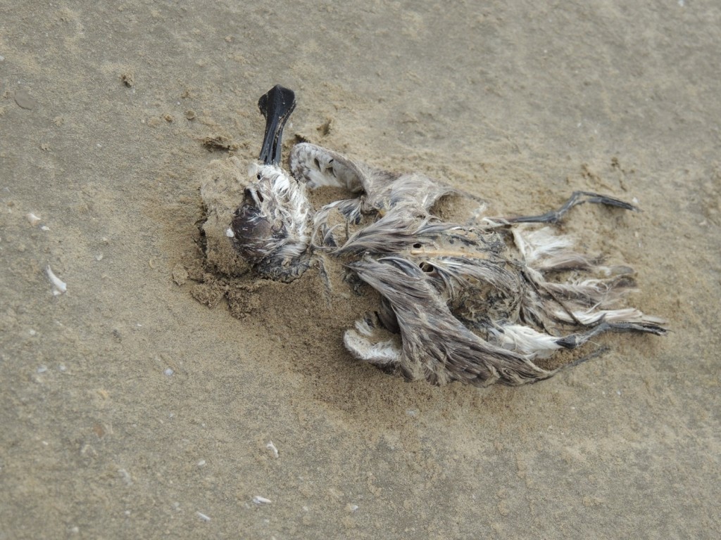 One of two dead birds found in the Tiaozini sandbanks @ Jing Li