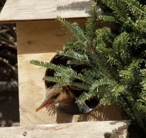A nesting hen sticks her head out of a wooden cavity box. / Photo by Judith Wolfe.