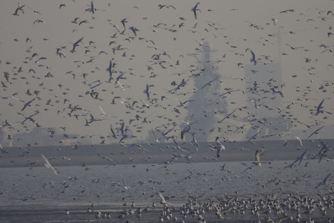 10000-RELICT-GULLS-and-an-aircraft-carrier-Hangu-Tianjin.