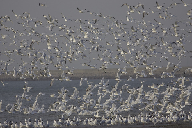 At-10405-birds-this-flock-was-the-largest-ever-seen-at-a-single-site.
