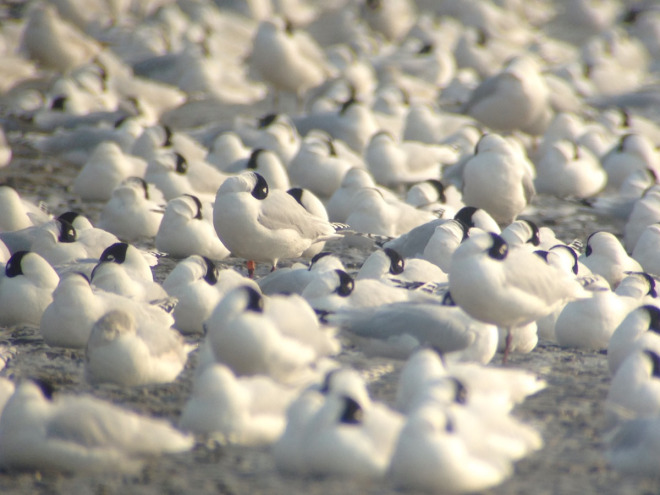 Relict-Gull-with-orange-flag.-Another-bird-sported-a-similar-flag-with-the-engraving-“1”.