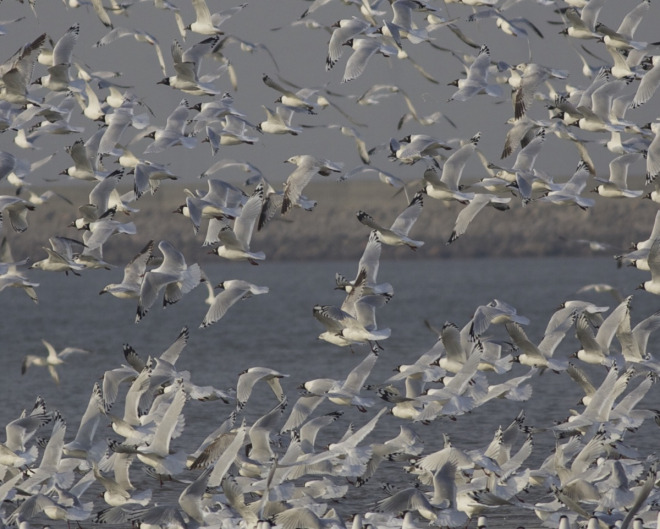 Relict-Gulls-Hangu-Tianjin-26-March-2015.-Occasionally-the-flock-would-take-to-the-air-following-the-retreating-sea.