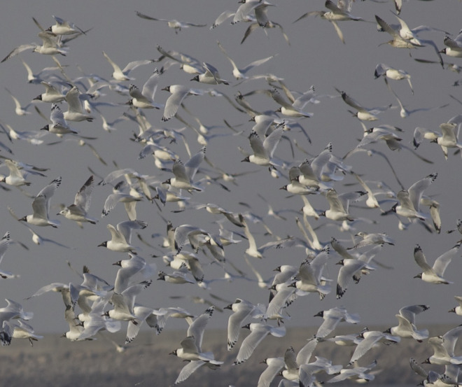 Relict-Gulls-Hangu-Tianjin-26-March-2015.