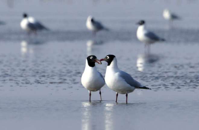 Relict Gulls pairing up ahead of the breeding season, Hangu, Tianjin. Photo by Wang Jianmin.