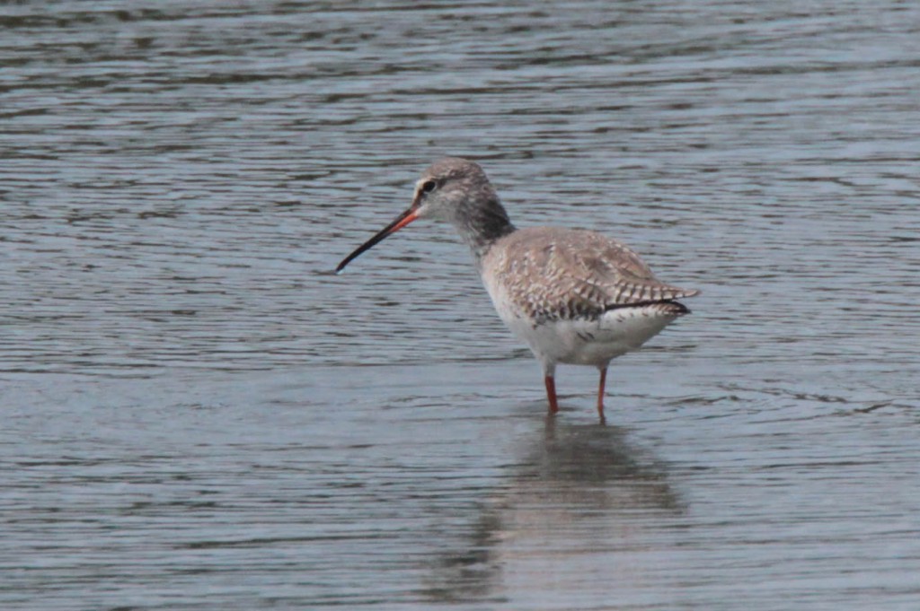 Redshank at Dongfang, Hainan © John MacKinnon