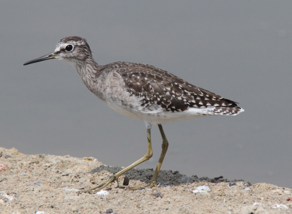 Wood sandpiper © John MacKinnon