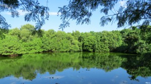 A secluded pond in the Las Piñas Parañaque Critical Habitat and Ecotourism Area (LPPCHEA) serves as a haven for endangered wildlife.