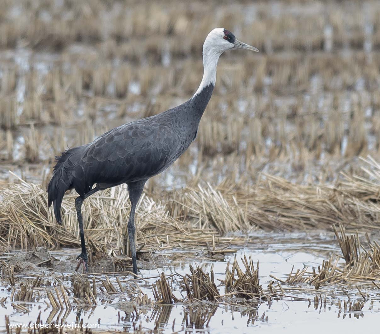 Hooded Crane _CEJ3001