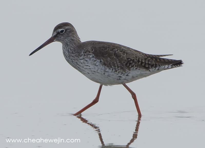 common redshank