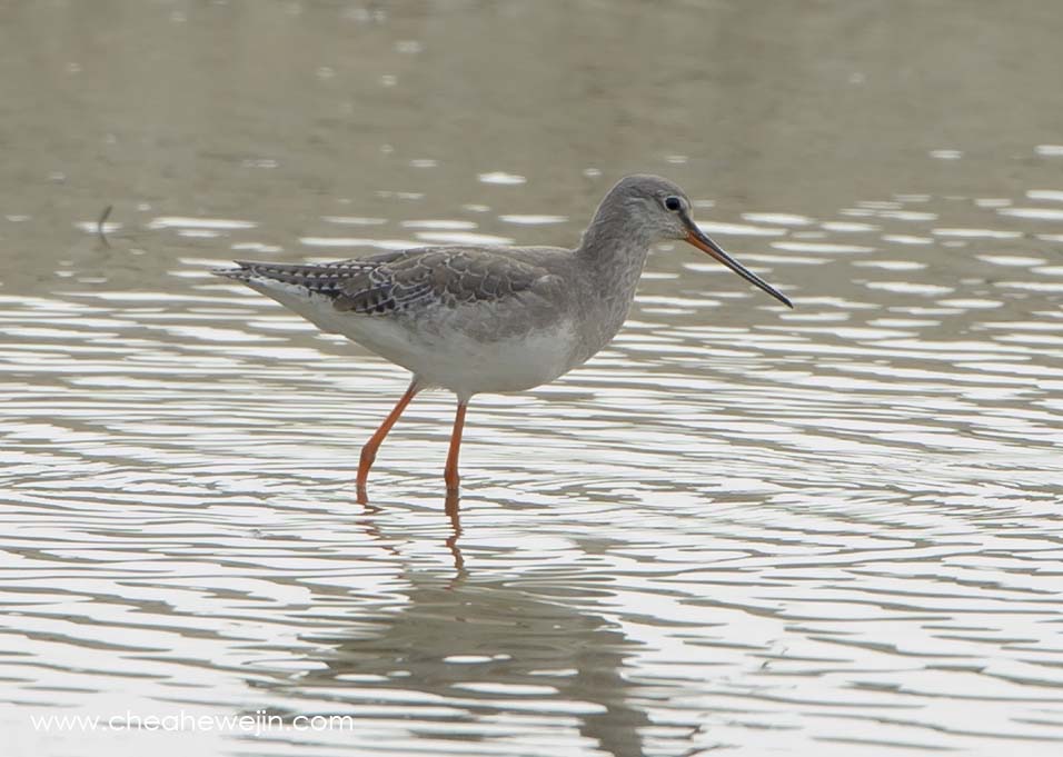 spotted redshank