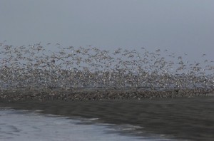 BSCP/Nazim Uddin Prince