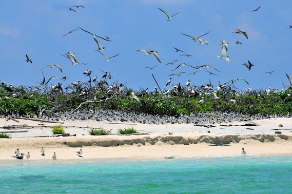 7e3435ab9a_tubbataha_birds_yvetteLee