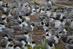 colony_in_late_may_when_most_birds_were_incubating