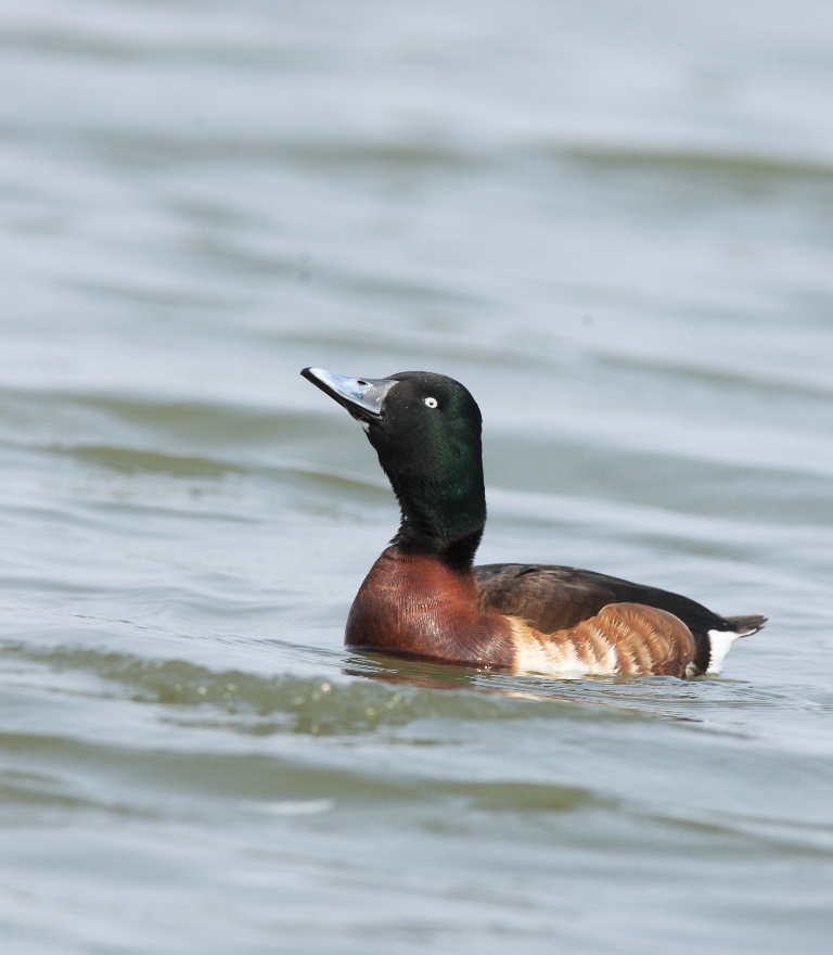 Baer's Pochard-1 © Mr. Zhang Ming
