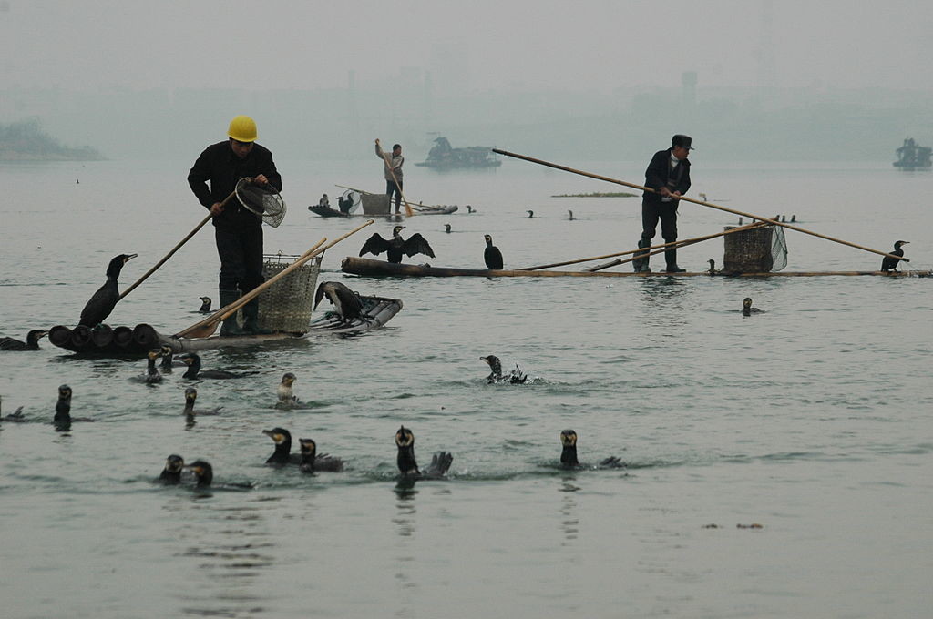 Poyang Lake is the largest winter refuge for migrating birds in East Asia. Plans to dam it could endanger wildlife ©  Ytrbzy l ???