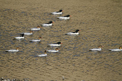 flock_of_adult_Xinyang_Du_Qing[1]