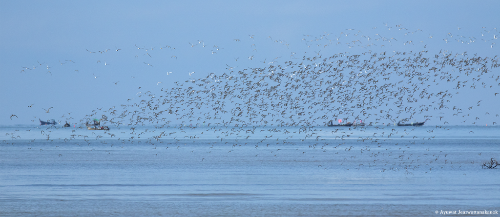 The East Asian-Australasian Flyway Partnership