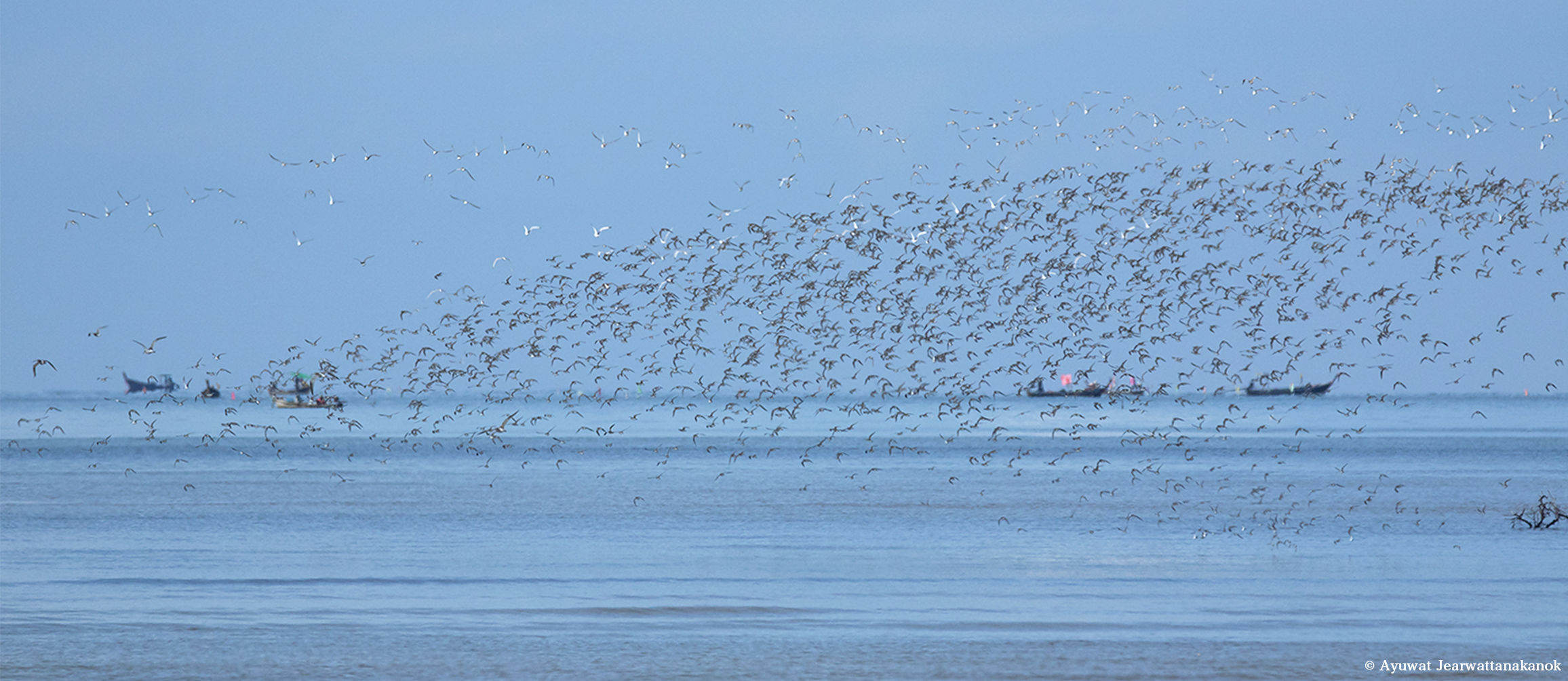 The East Asian-Australasian Flyway Partnership