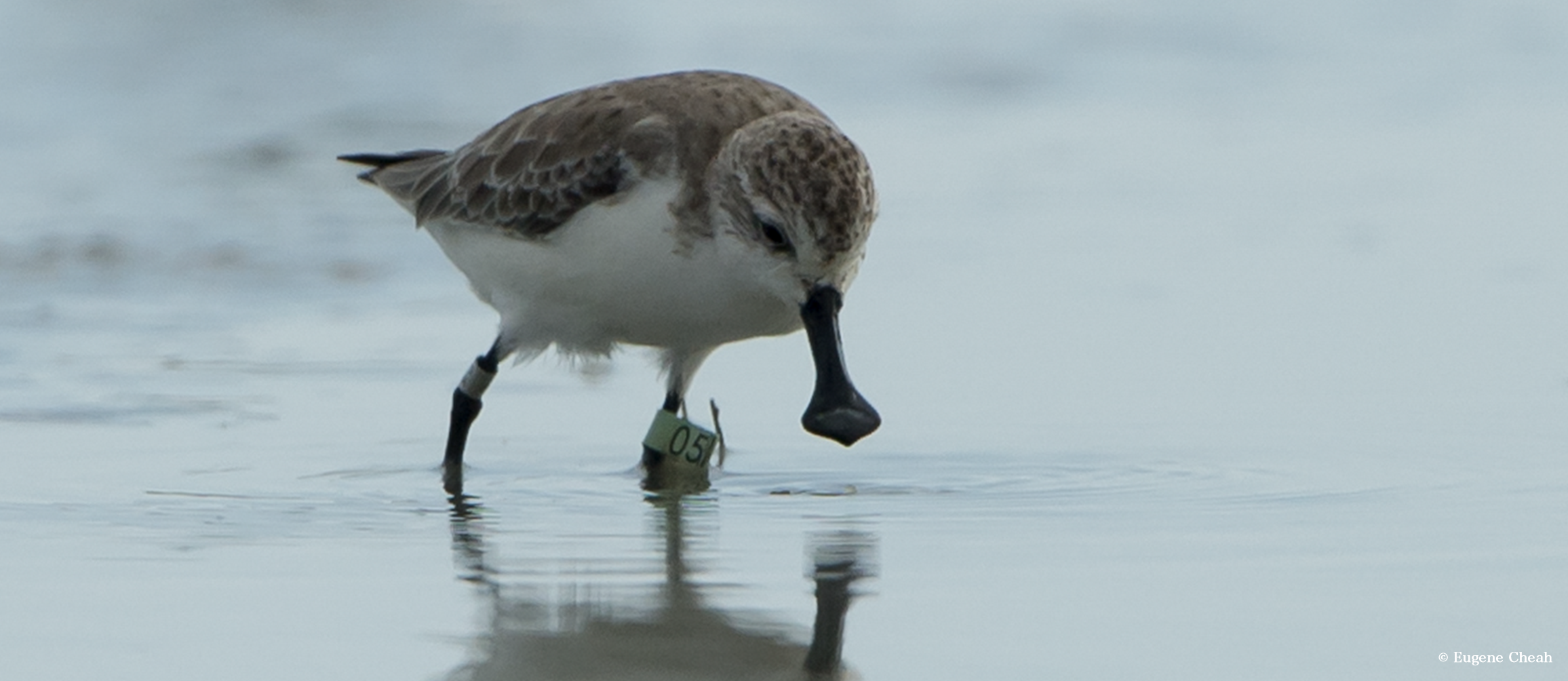 To protect migratory waterbirds