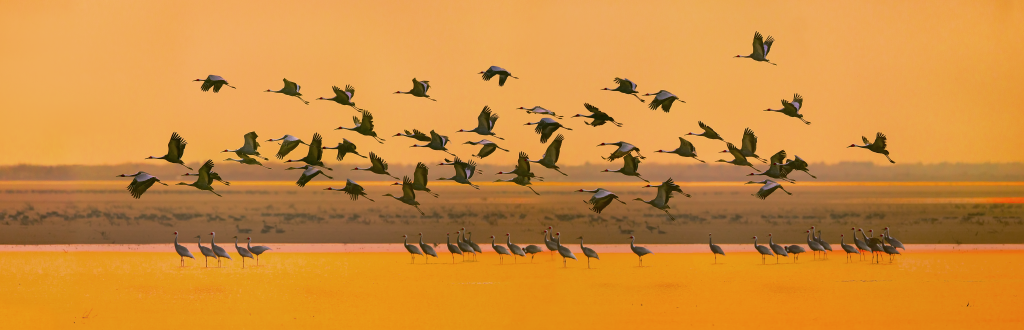 Safeguard the Flyway Network Sites